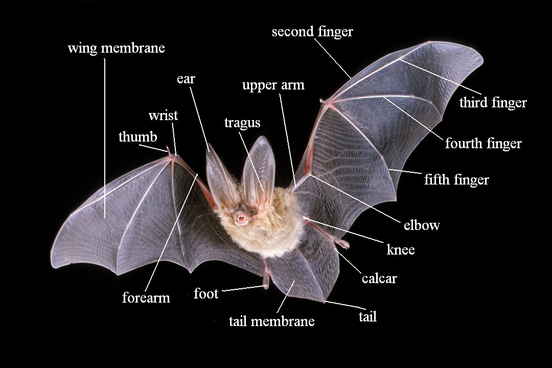 bat-anatomy.jpg