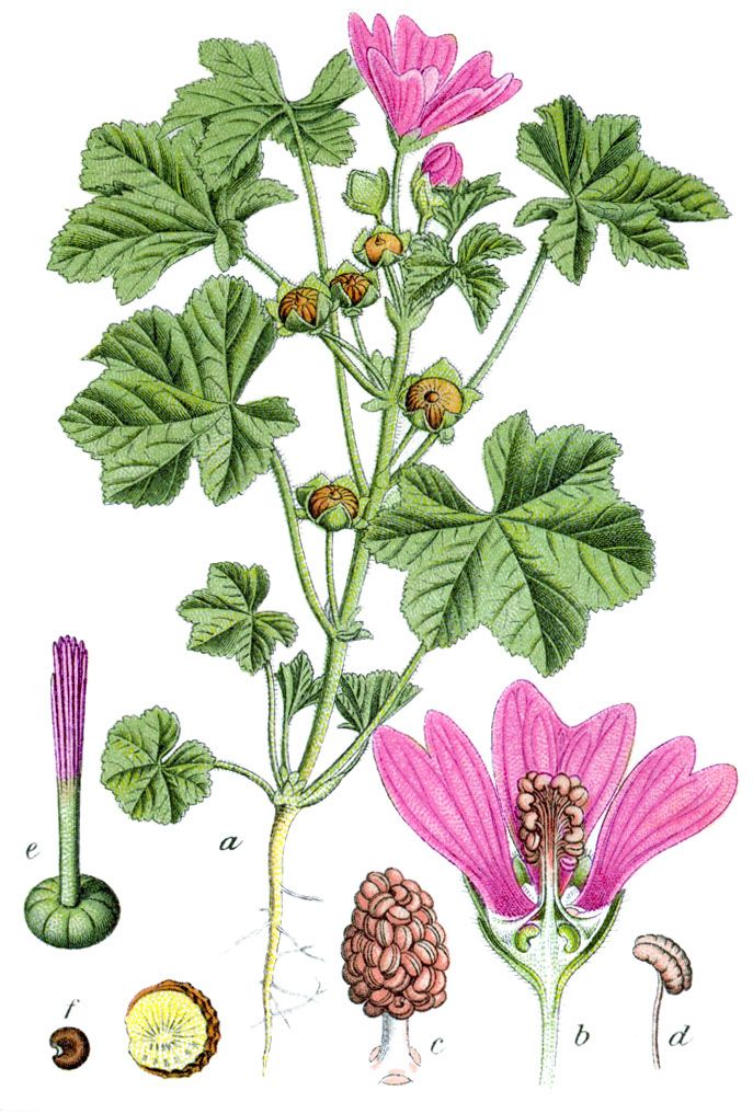 Malva_silvestris_Sturm63.jpg