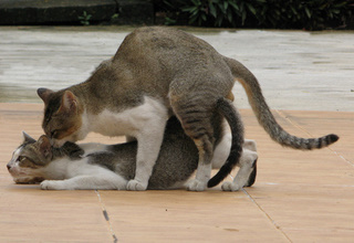 cats_mating.jpg