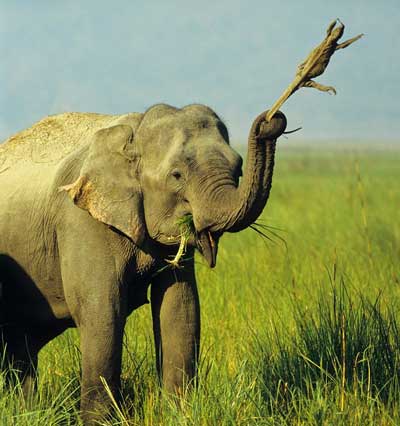Elephant+lizard.jpg