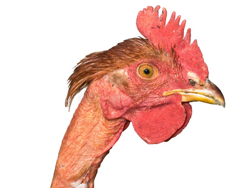 chicken-head-4117439.jpg