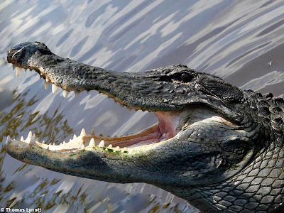 alligator_gaping.jpg