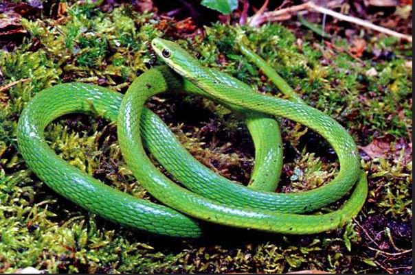 boomslang-snakes.jpg