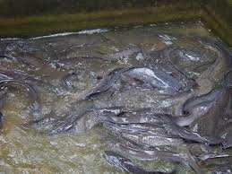 1448292159452-jpg.307191