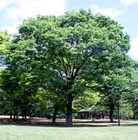 zelkova.jpg