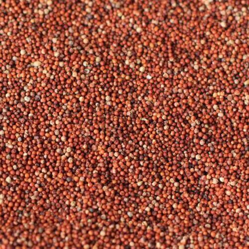finger-millet-500x500.jpg