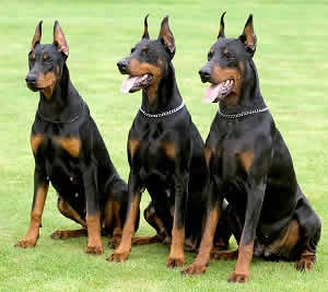 doberman.jpg