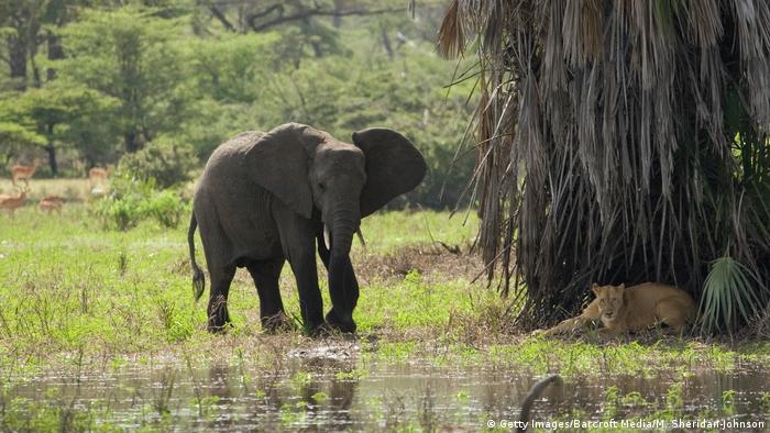 An elephant approaches a lioness on the edge of a watering hole (Getty Images/Barcroft Media/M. Sheridan-Johnson)