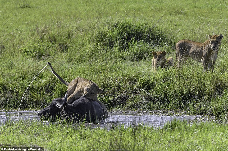 They were joined by two further members of the pride who stood on the bank while the another lion sat on the back of the buffalo