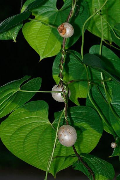 Dioscorea-bulbifera-1.jpg