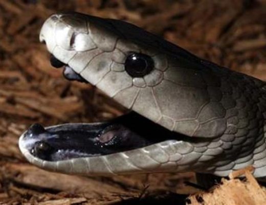 blackmamba_15393_tn-520x400.jpg