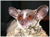 galago.jpg