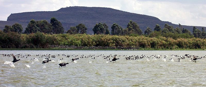 Birds_at_Lake_Naivasha_%28300261994%29.jpg