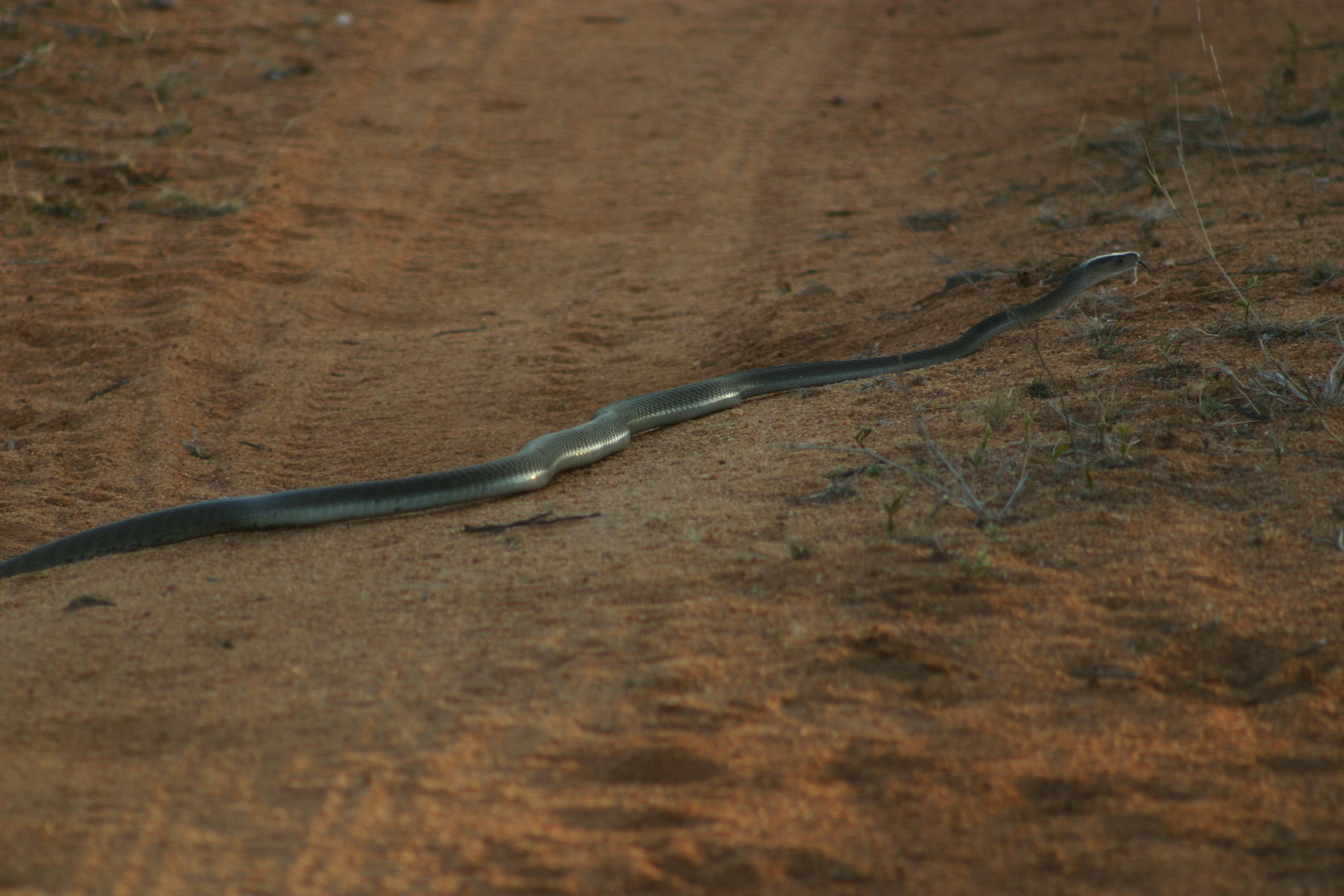 black-mamba-encounter.jpg