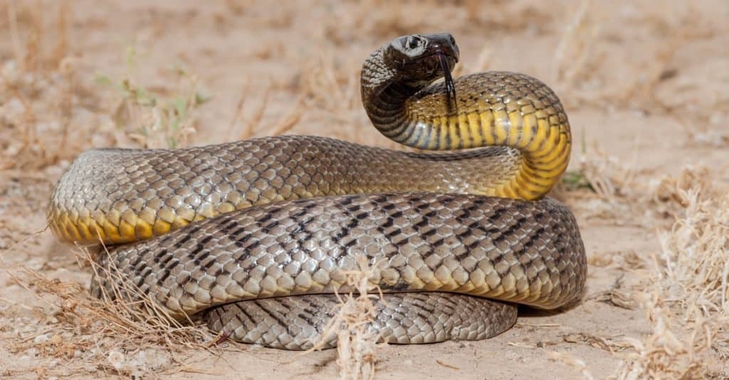 Inland-Taipan-snake-1024x535.jpg