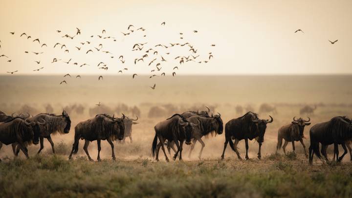 Tanzania: Kivutio bora cha Utalii Afrika, watalii wasema