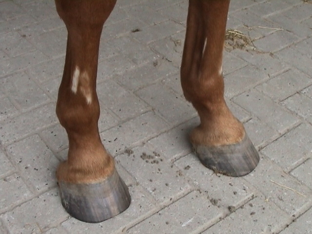 horse-leg-protector-injury.jpg