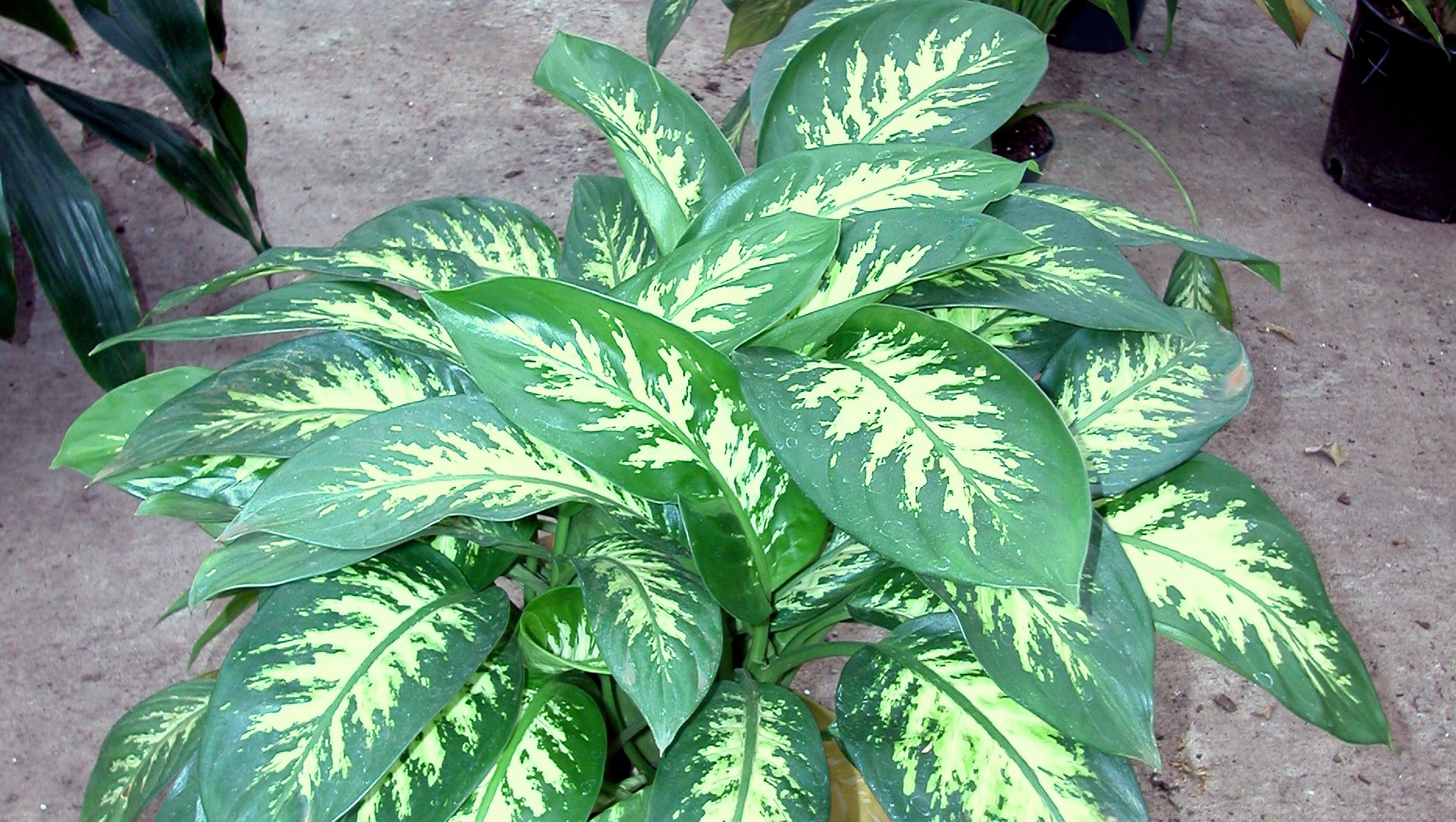 dieffenbachia-parachute_39761200.jpg