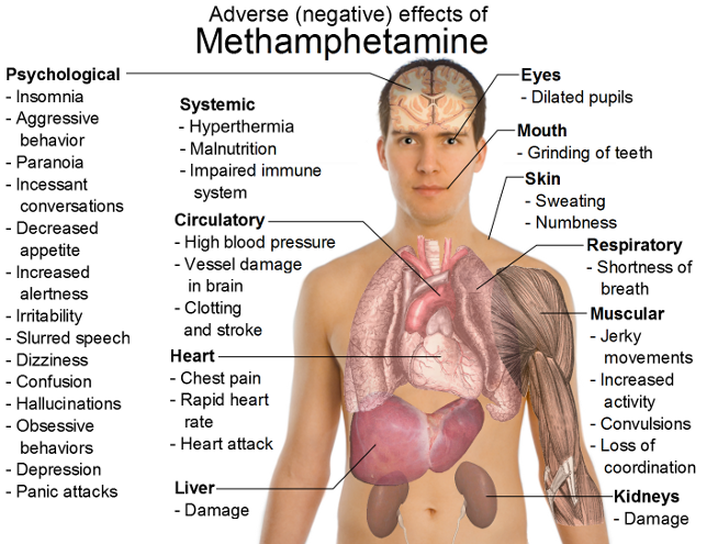 Methamphetamine_Effects_on_body.png