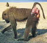 th_baboon_200.jpg