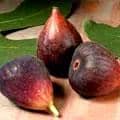 figs3.jpg