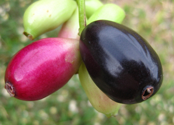 Jamun-Remedy-for-Diabetes.jpg