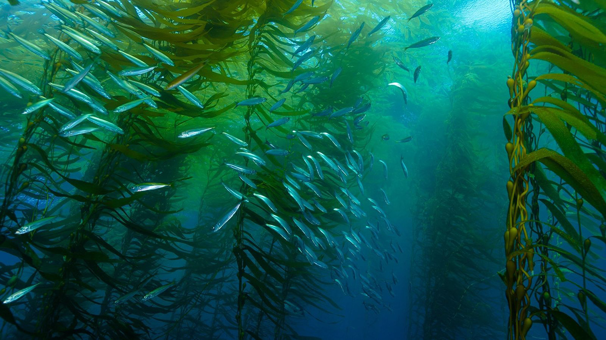 kelp-forest.jpg