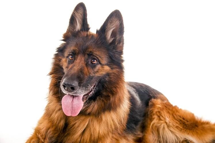 Long-Haired-GSD-Close-Up-748x499.jpg