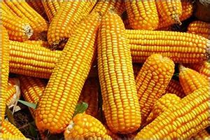 Tanzania’s agriculture minister tells WFP to either comply with maize price or shut down centres Tanzania’s agriculture minister tells WFP to either comply with maize price or shut down centres